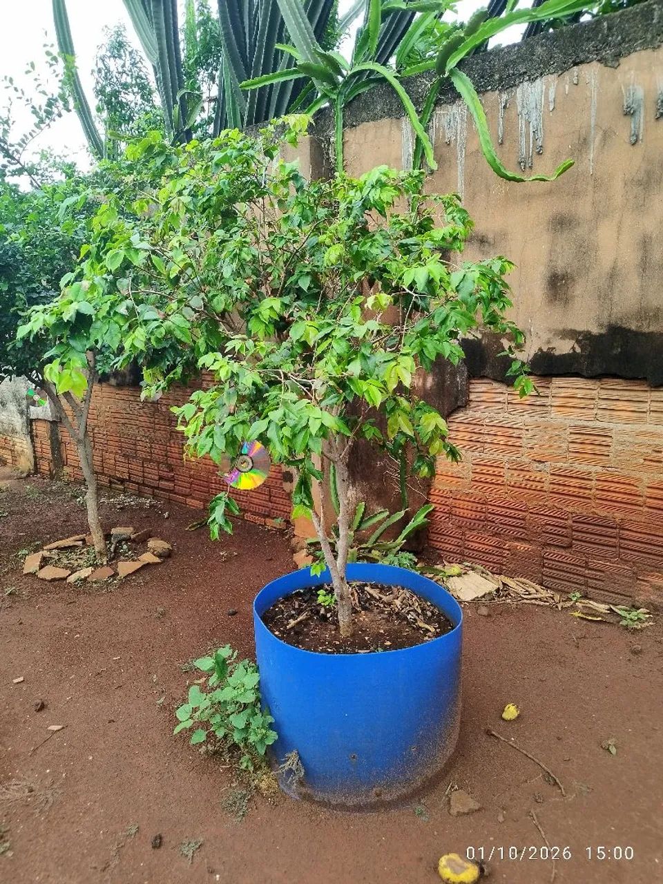 Jabuticaba com vaso  - Foto 2
