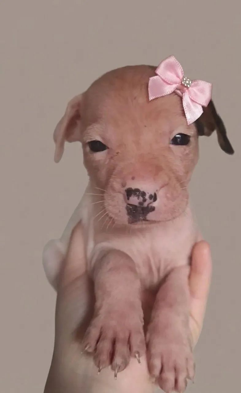 Cachorro adoção  - Foto 3