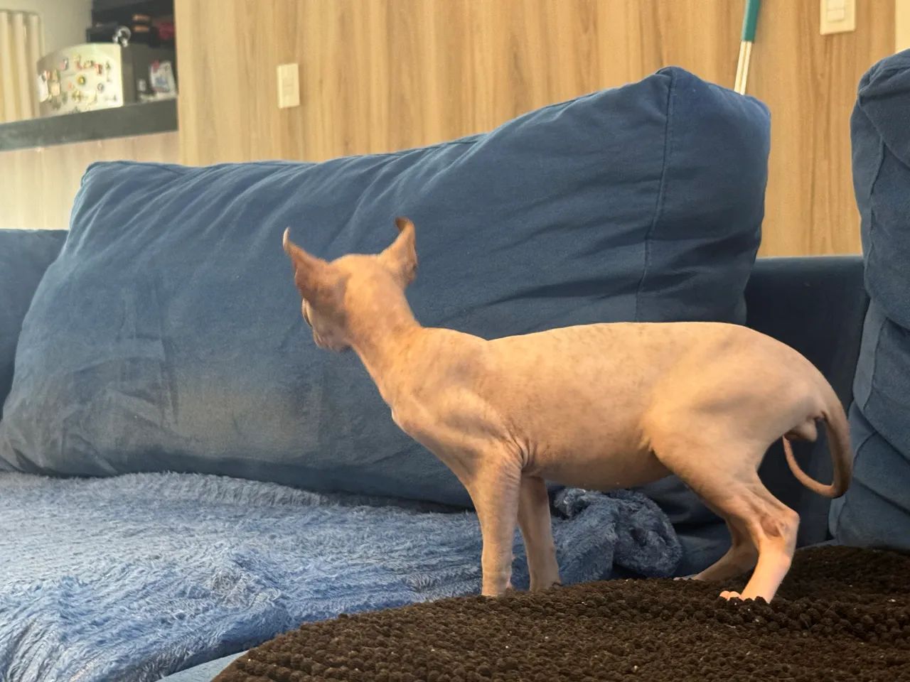 Lindo Sphynx Elf - Foto 3