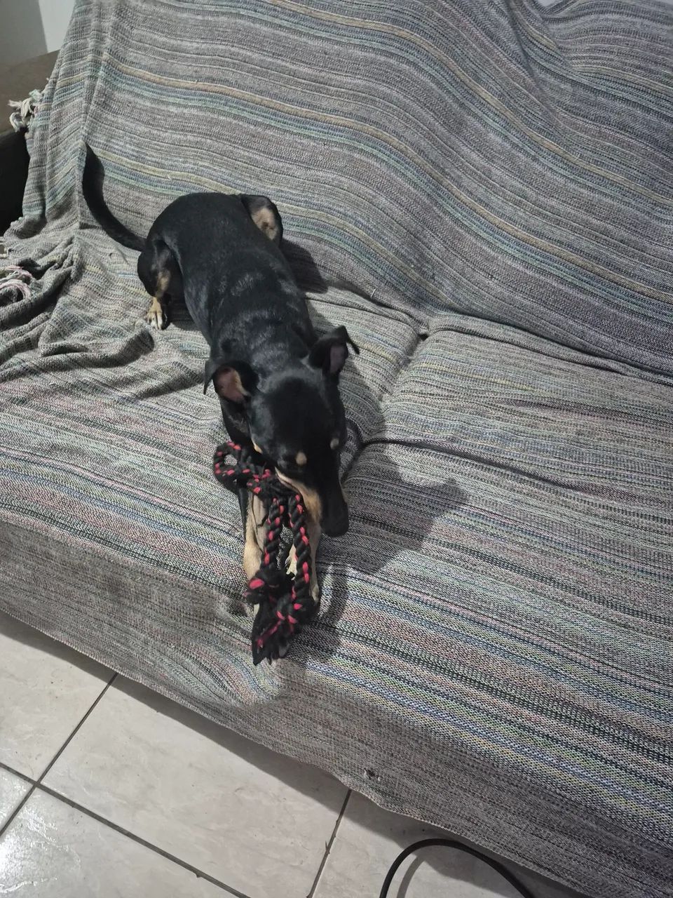 Doação de pet lindo! Zeca ? - Foto 2