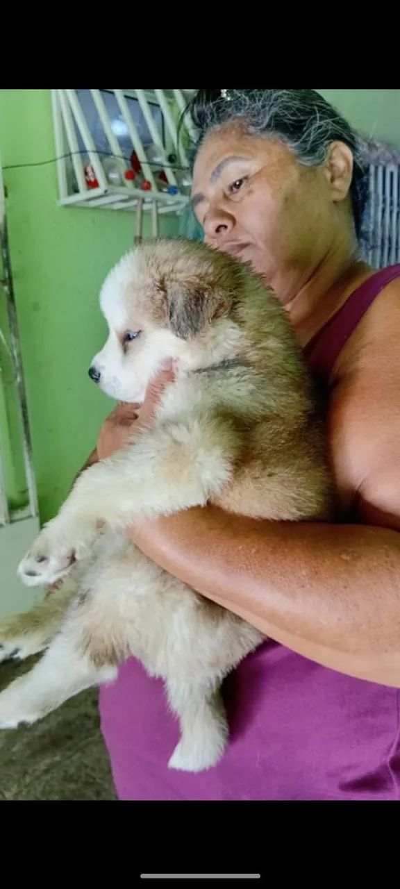 Husky siberiano  - Foto 3