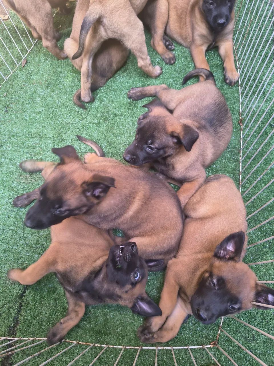 Pastor Belga Malinois - Foto 3