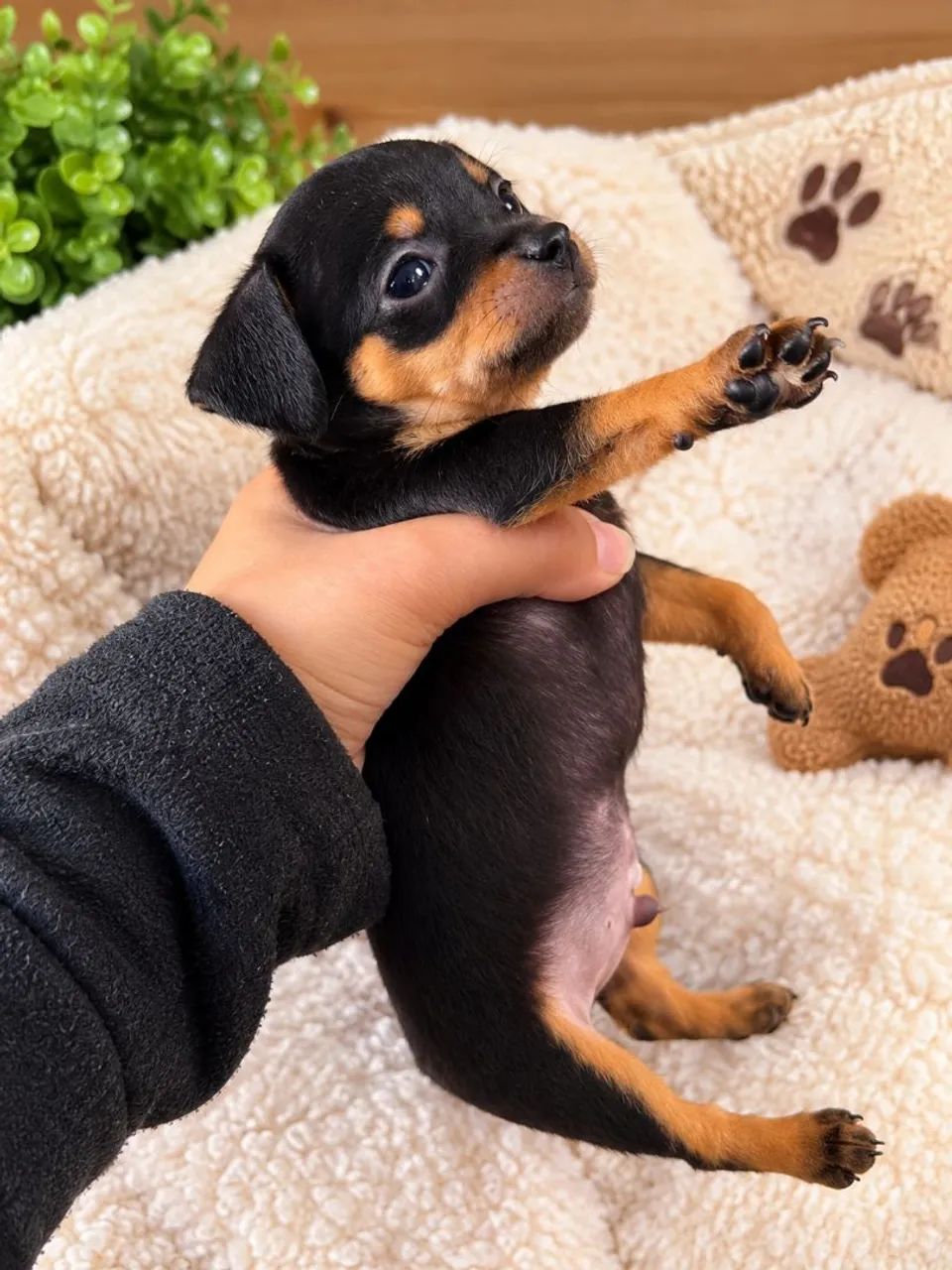 Filhote Pinscher macho zero 