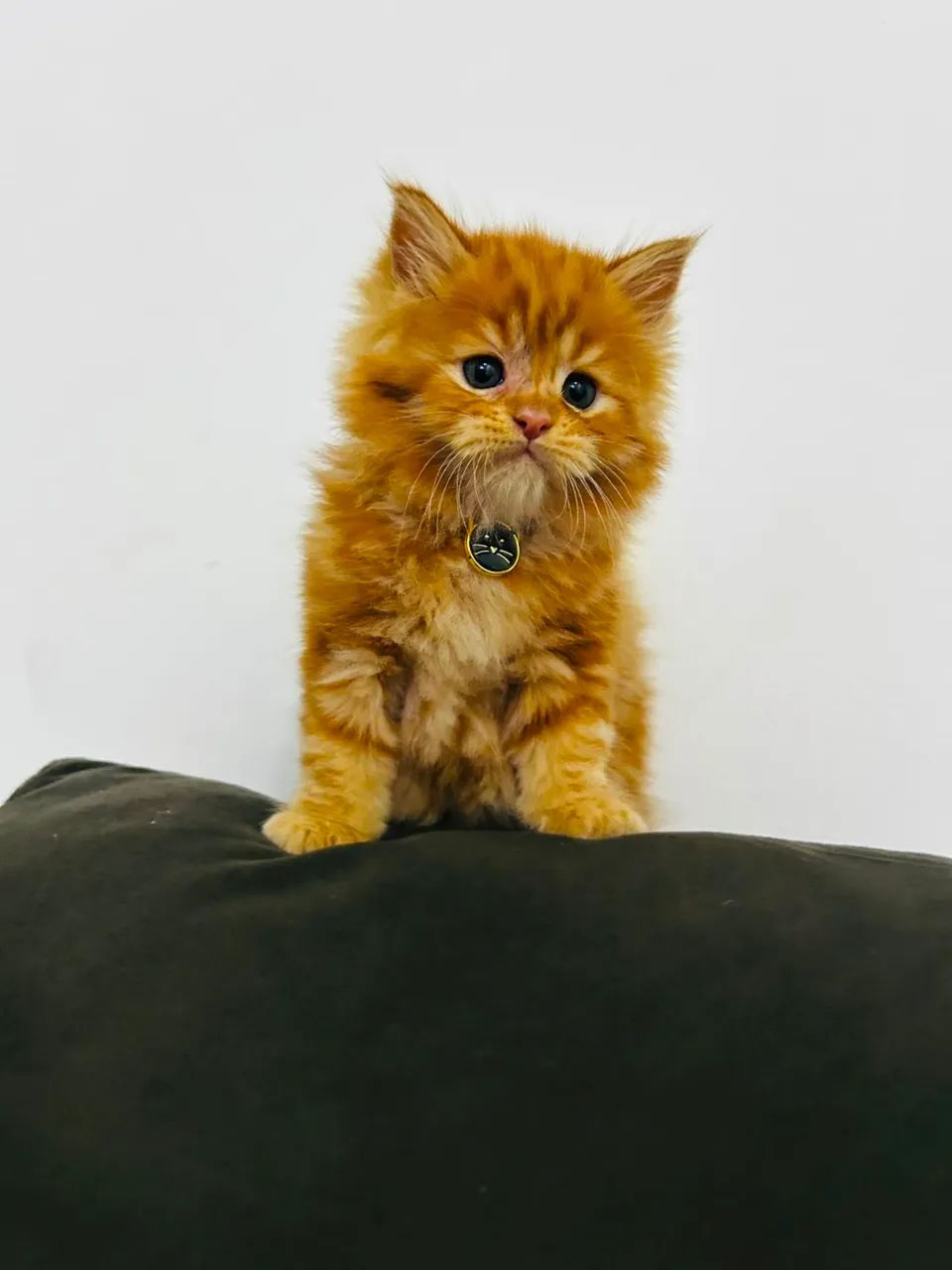 Maine coon  - Foto 5