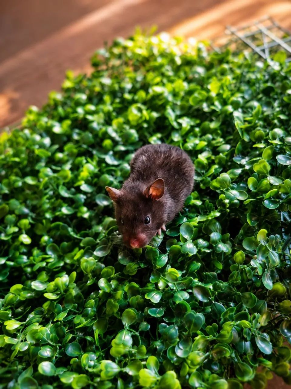 Hamster com kit completo.