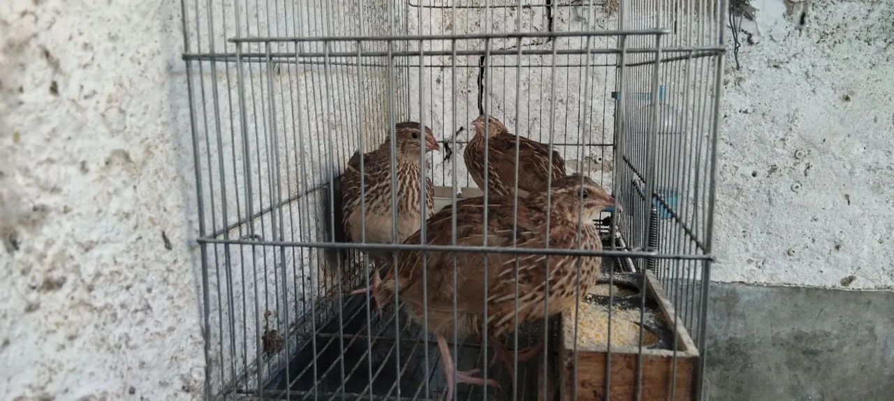 Gaiola com cordonas  - Foto 2