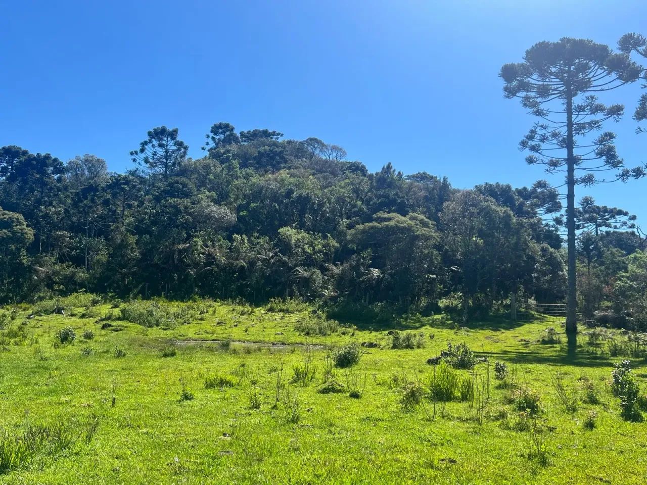 Chácara de 2 hectares em Painel/ SC - Foto 4