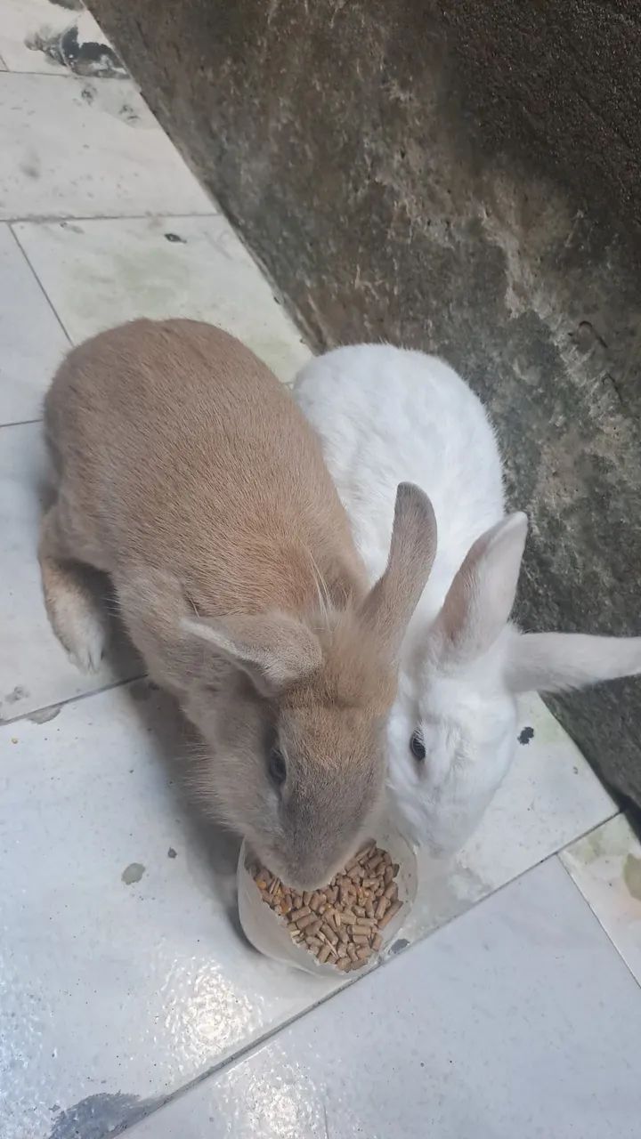 Coelhos para vender, macho e fêmea 