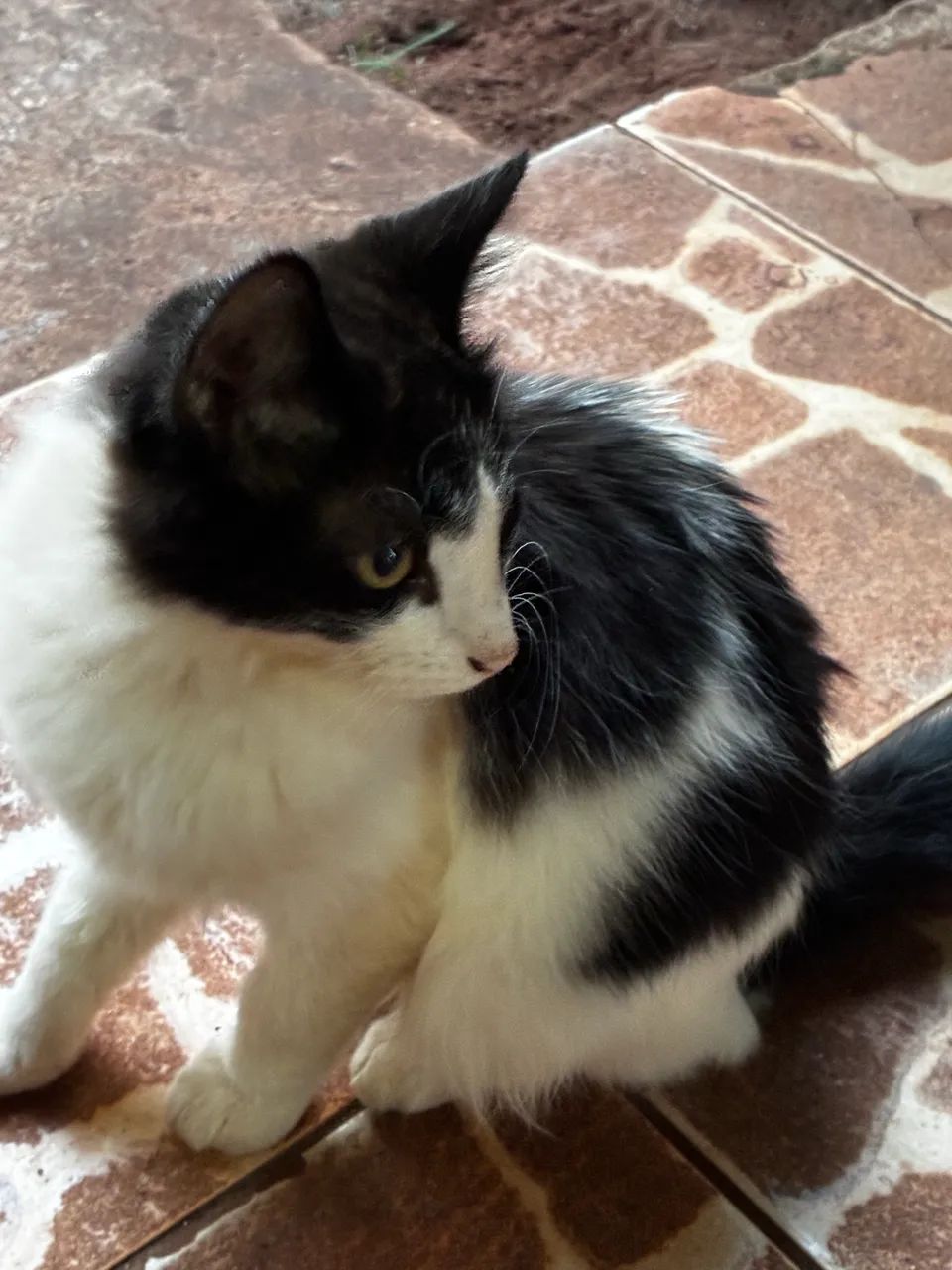 Lindos gatinhos para adoção  - Foto 3