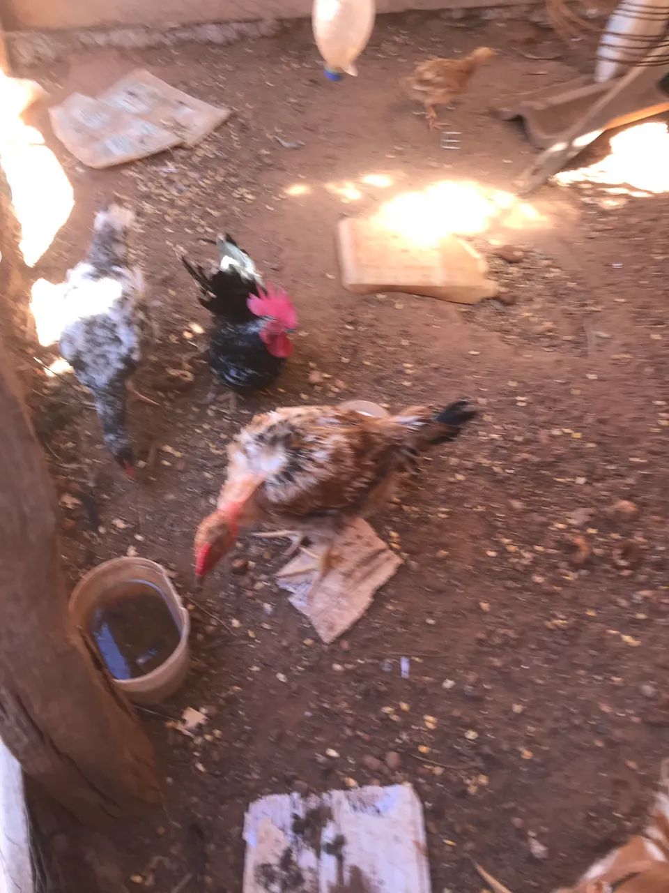 Galinhas melhorada e caipira 
