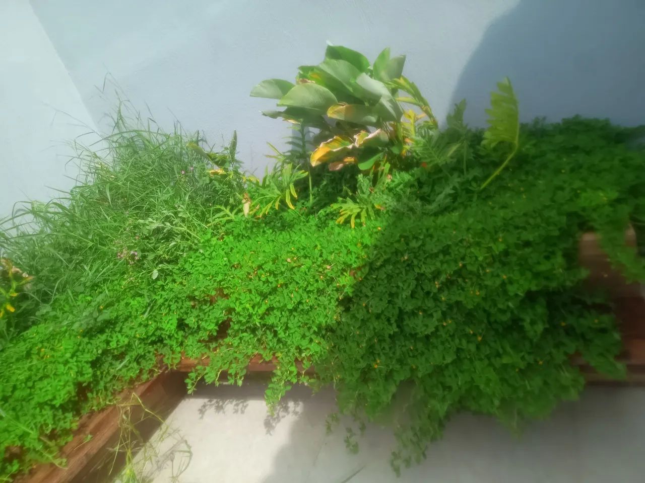 Jardinagem e paisagismo  - Foto 4