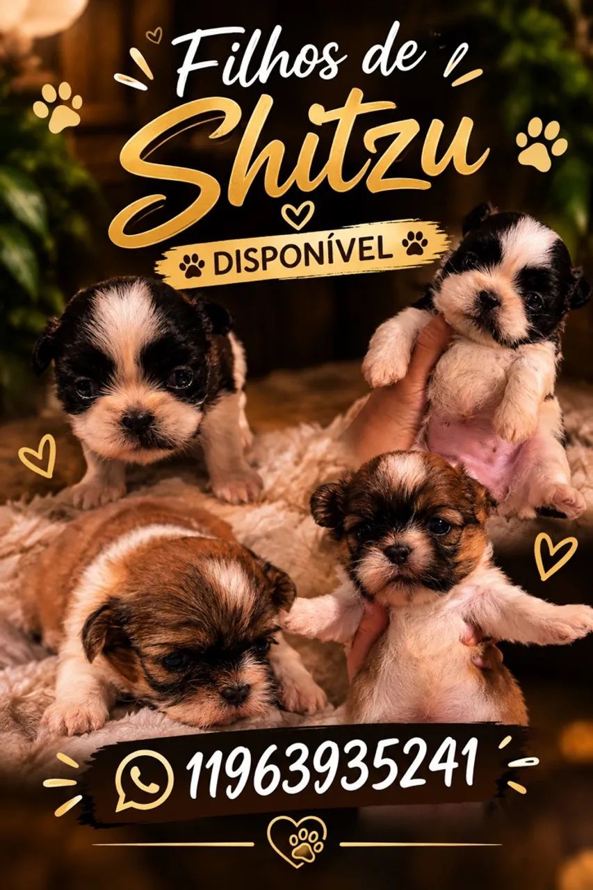 Filhotes de Shitzu 