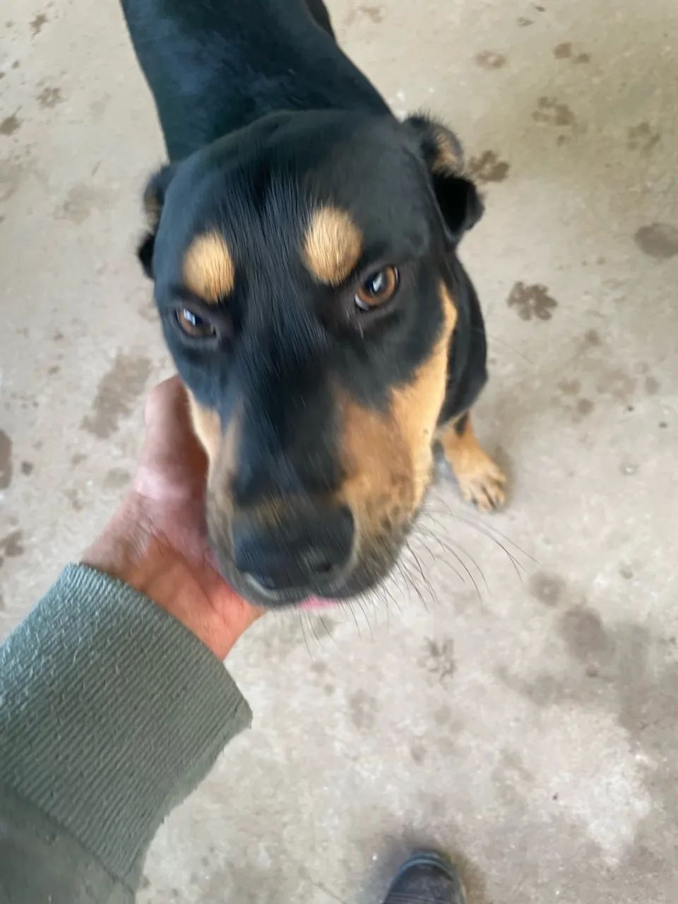 Doa-se cachorros !! - Foto 2