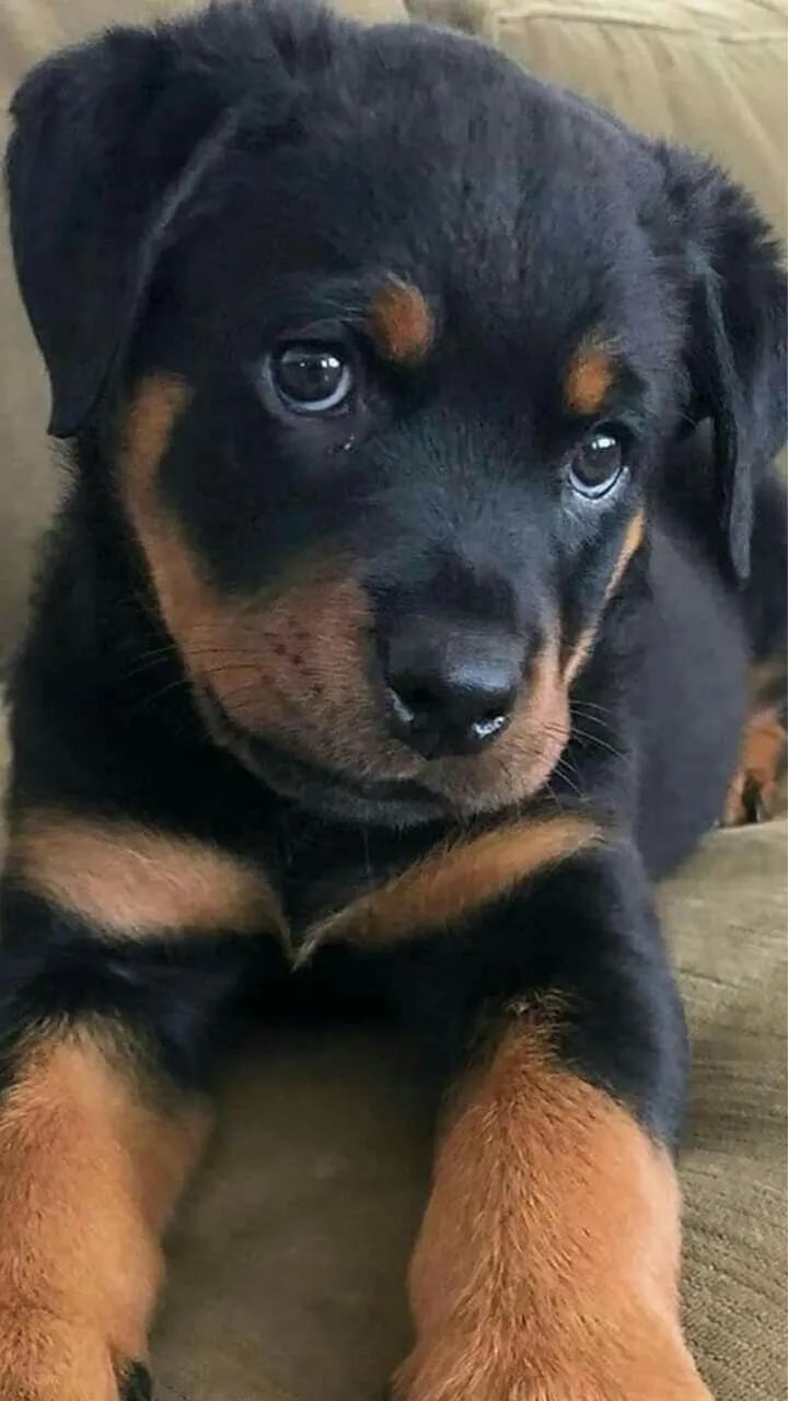 Rottweiler Pronto Para Te Conquistar De Verdade 