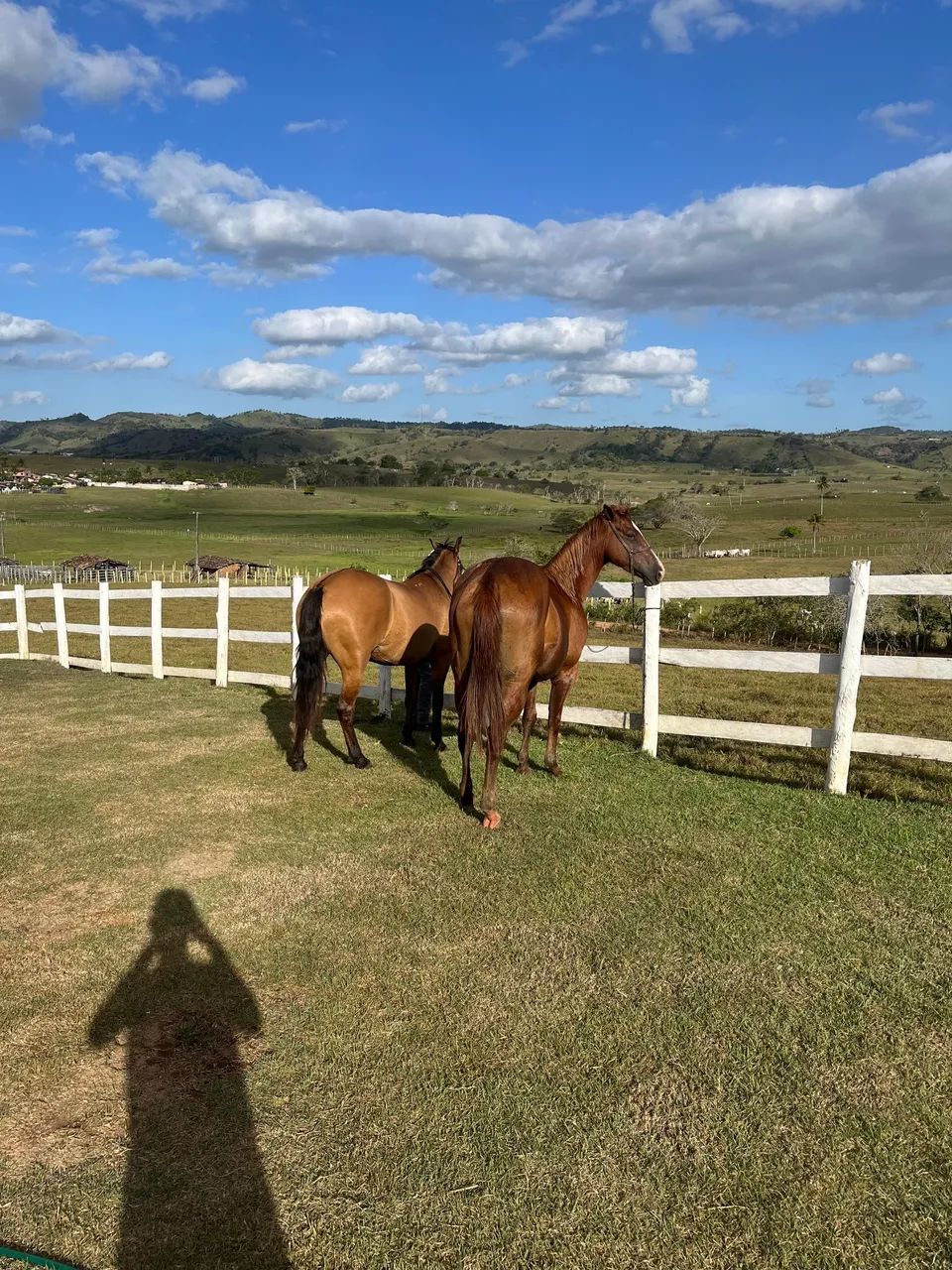 Cavalo quarto de milha puro capado pais registrados. - Foto 3