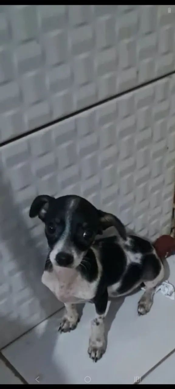 Pincher macho  zero com 1  - Foto 2