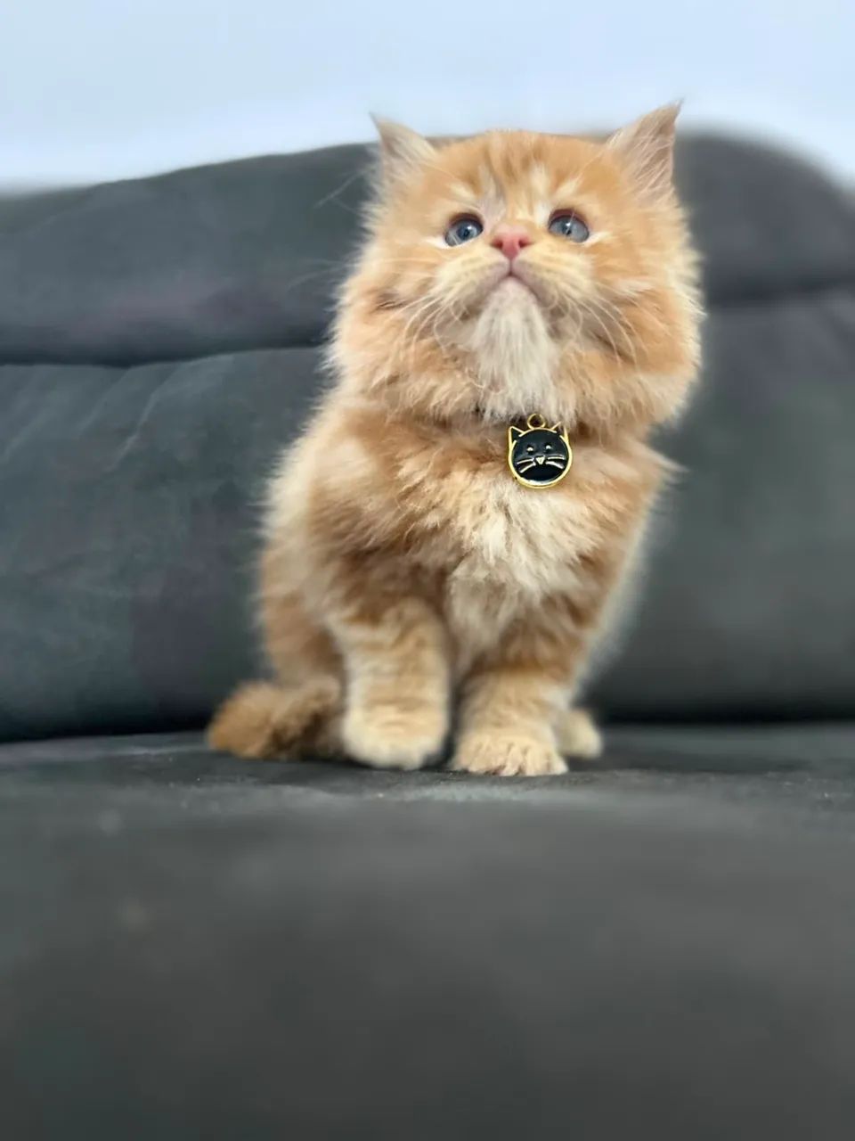 Maine coon macho Red  - Foto 3