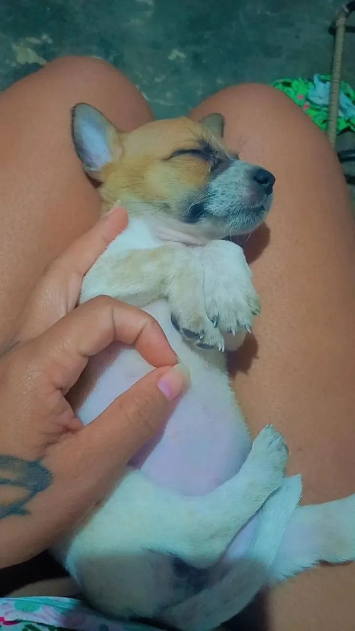 Cachorros porte pequeno - Foto 3