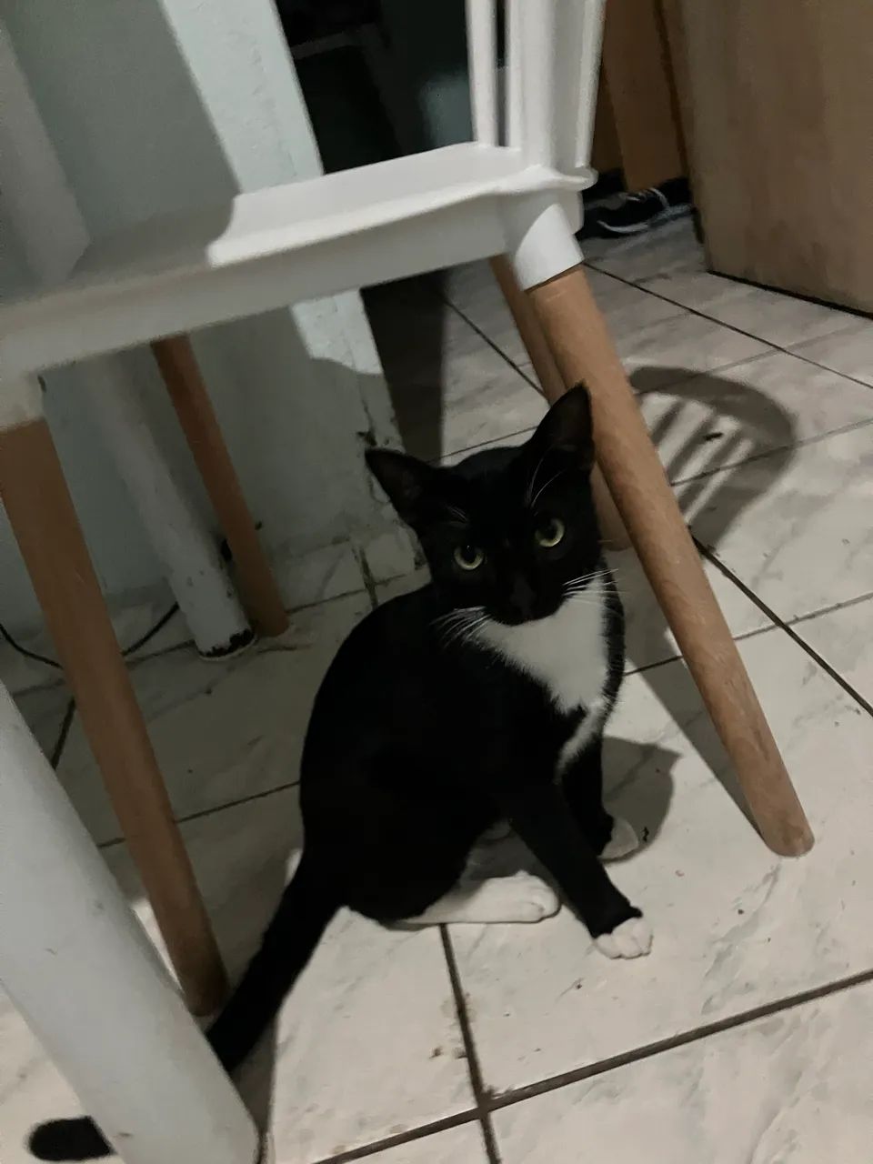 Adoção responsável  - Foto 3