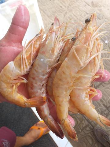 Pescados e mariscos - Foto 2