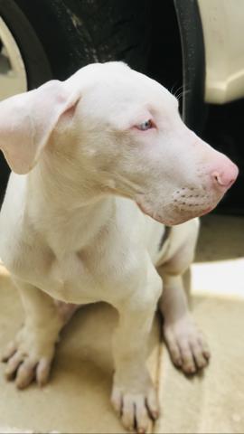 Filhote Dogue alemão - Foto 4