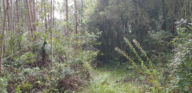 Vendo 6,78 alqueires a 2 km da BR 116 em Mandirituba - Foto 7