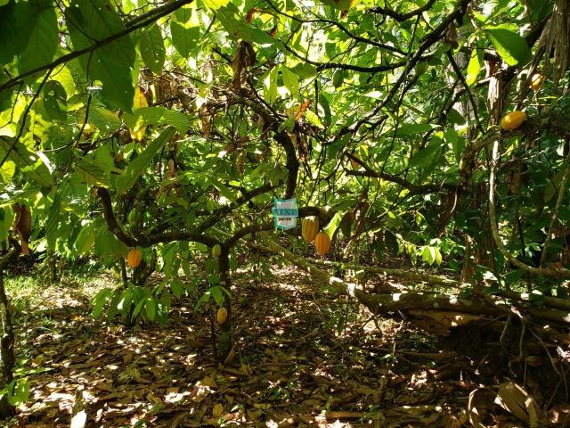 Ibirapitanga. Fazenda pequena com área de 12 ha - Foto 15
