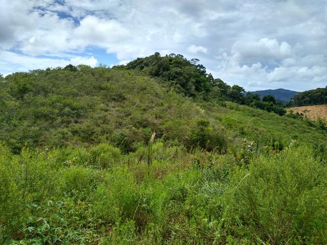 Sítio são Pau amarelo 5 Alqueires - Foto 18