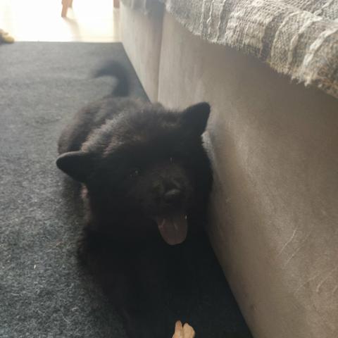 Chow Chow Fêmea - Foto 4