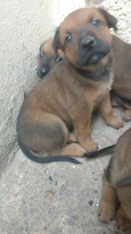Filhote macho de Rottwaleir com Pastor Alemão - Foto 2