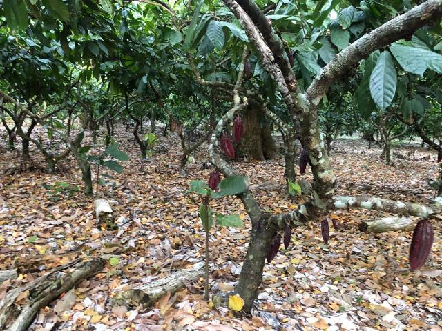 Fazenda produtora de Cacau em Linhares 70mil - Foto 10