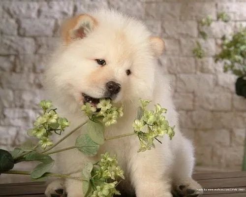 Chow Chow: cão majestoso com personalidade única 