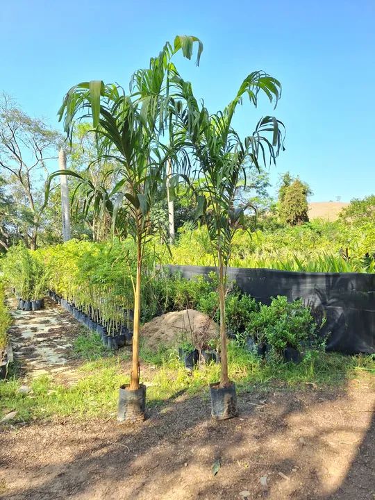 Palmeira carpentaria -  - Foto 4