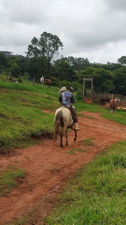  Mangalarga marchador - Foto 5