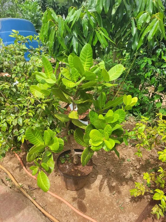 Mudas frutíferas enxertadas  - Foto 4