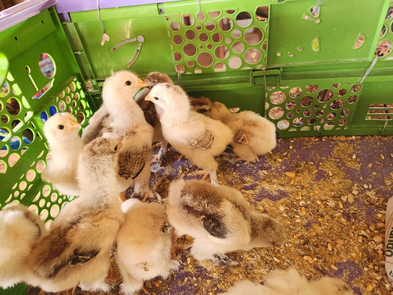 Pintinhos e frangos Brahma Dark - Foto 3