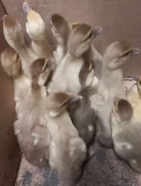 FILHOTES DE PATO CHOCOLATE  - Foto 5