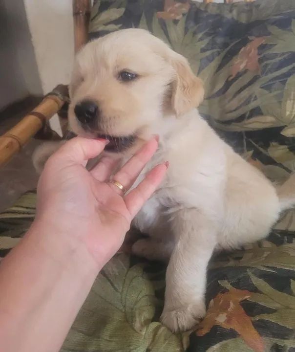  Golden Retriever - Foto 5