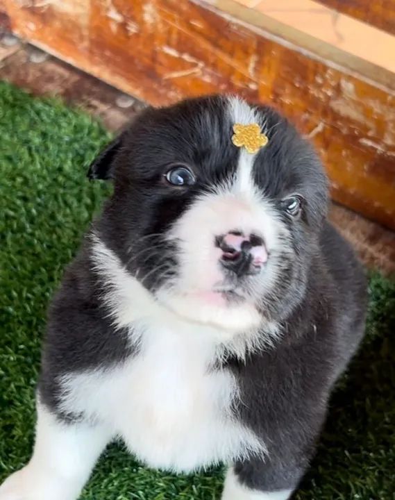 Border Collie belos - Foto 2