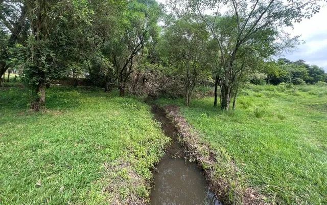 Belíssimo sitio com Mogno Africano - Sítio Espetacular de 62.500m² - Foto 2