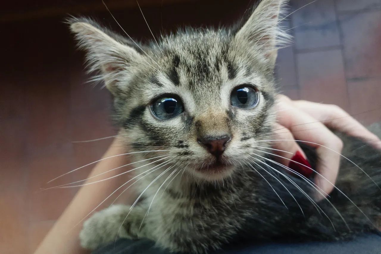 Gatinho macho filhote - Adoção 