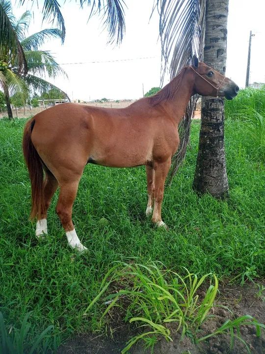 Cavalo de vaquejada  - Foto 3