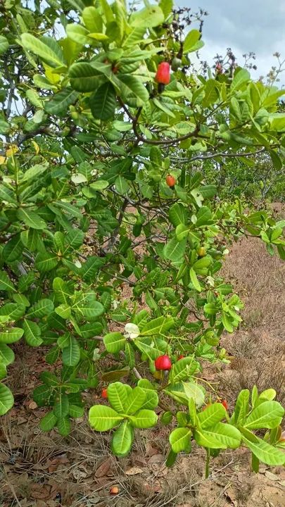 Mangaba delícia do serrado  - Foto 4