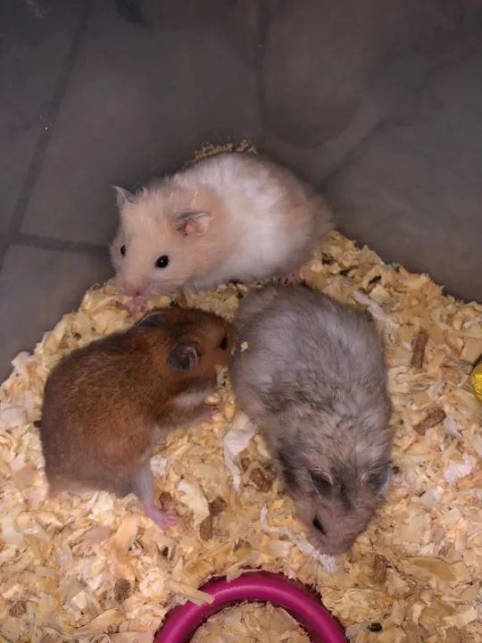 Hamster sírio  - Foto 5