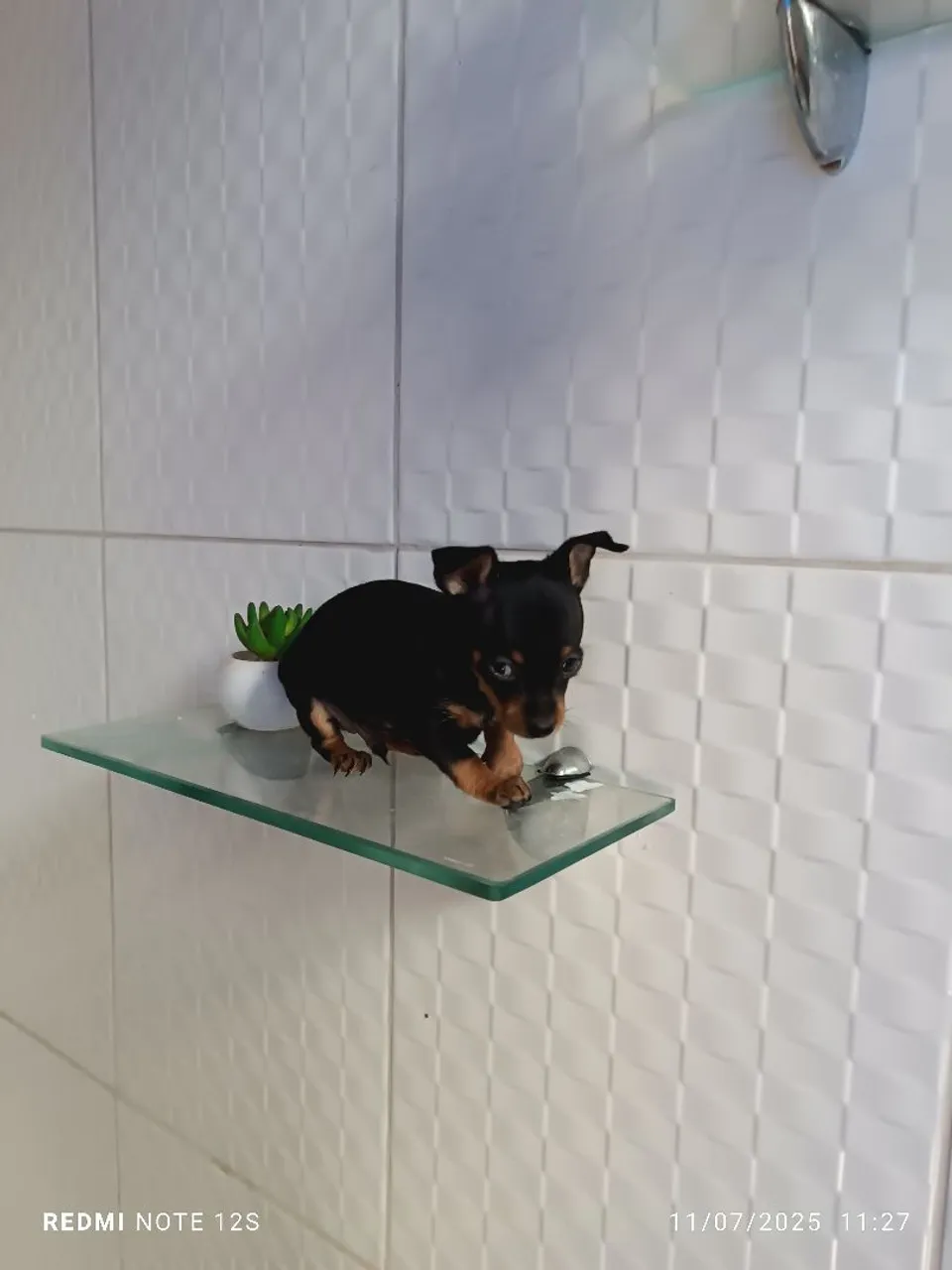 Filhote de pinscher macho raça pura miudinho zero com 1