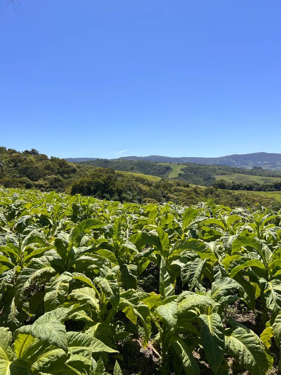 Chácara em Prudentópolis  - Foto 5