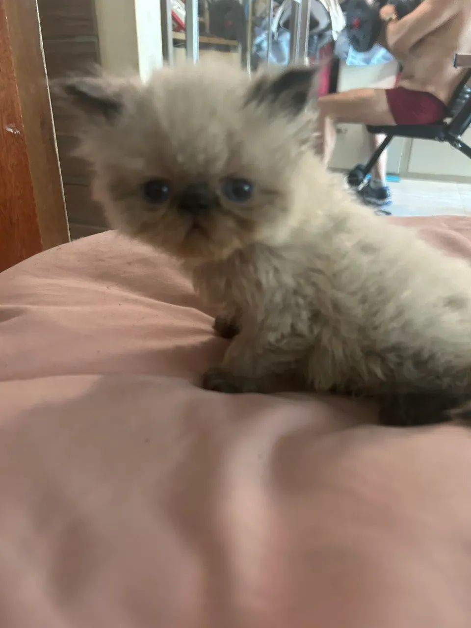 Filhotes de gatinho persa - Foto 2