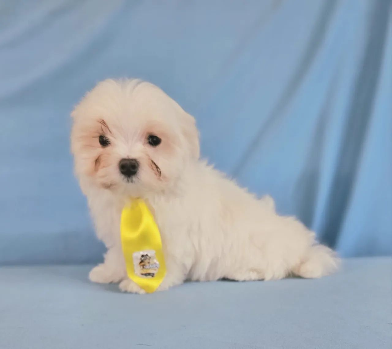 MALTÊS  - FILHOTES LINDOS