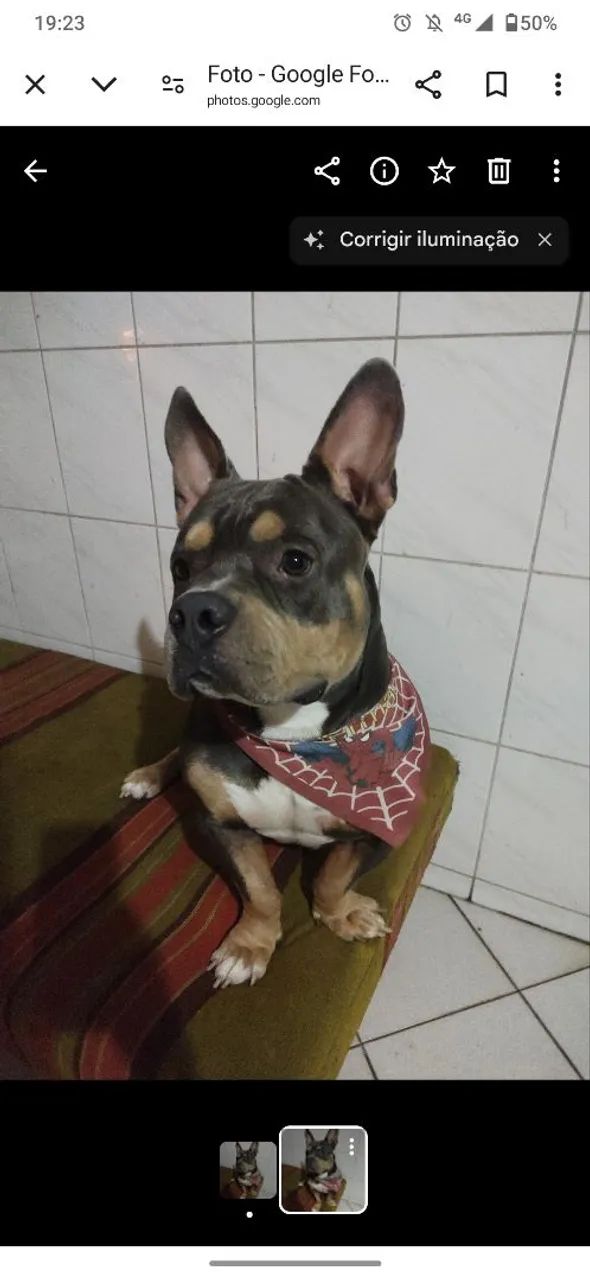 American Bully dócil para adoção - Foto 3