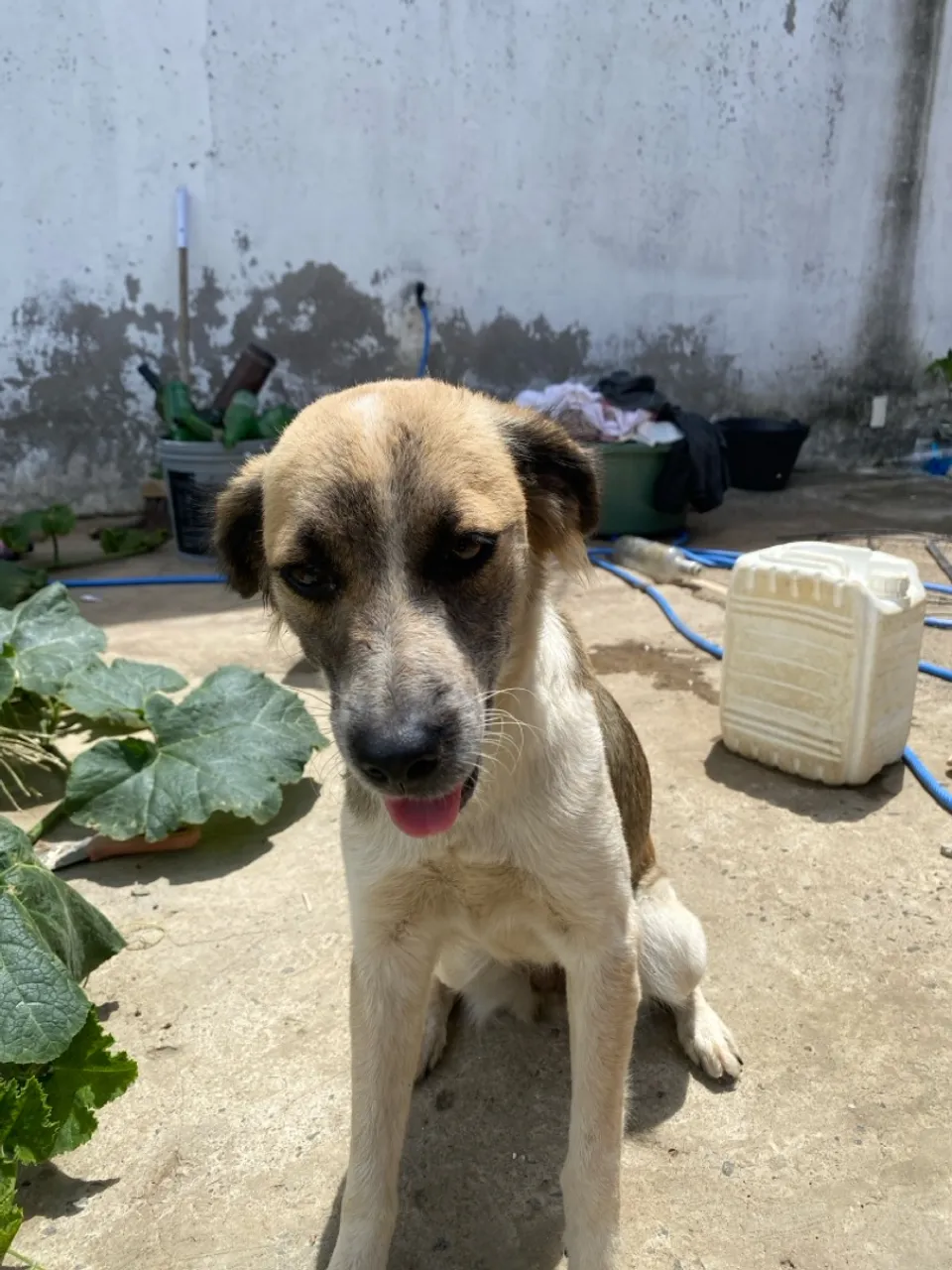Cãozinho adorável para adoção